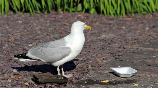 180802 Gordon the gull (7)