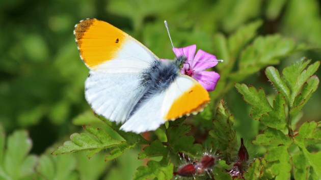 180430 orange-tip