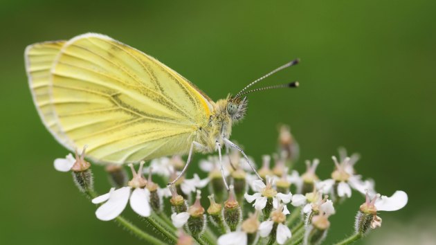 180515 green veined white