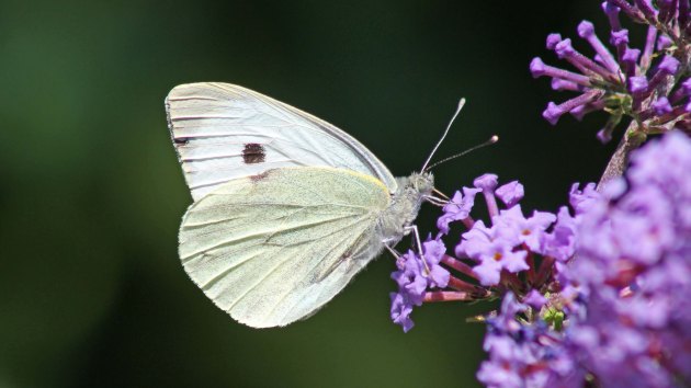 180515 small white
