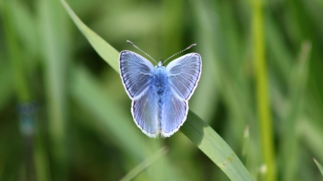 180517 common blue