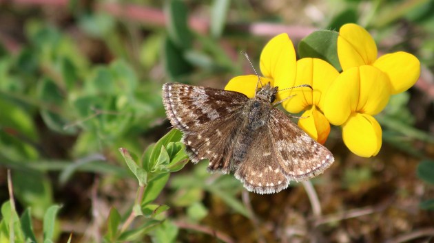 180517 dingy skipper