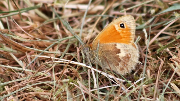 180523 small heath