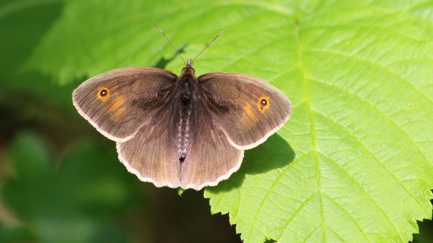 180531 meadow brown