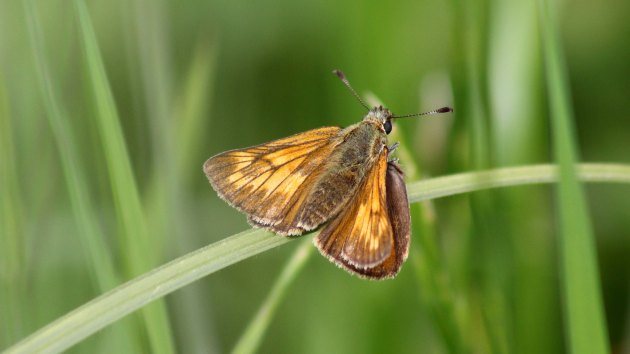 180602 large skipper