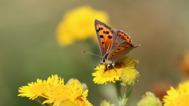 180608 small copper