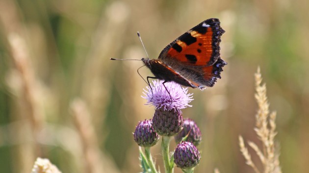 180615 small tortoiseshell