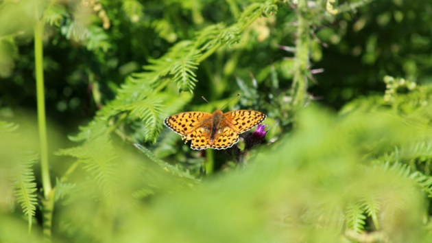 180622 dark green fritillary