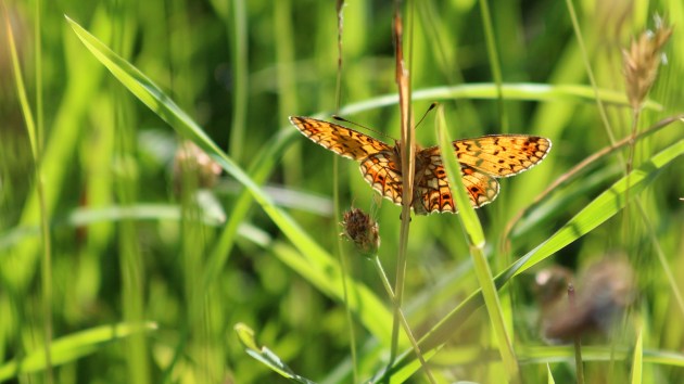 180622 small pearl-bordered fritillary