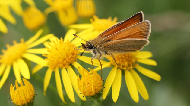 180625 small skipper