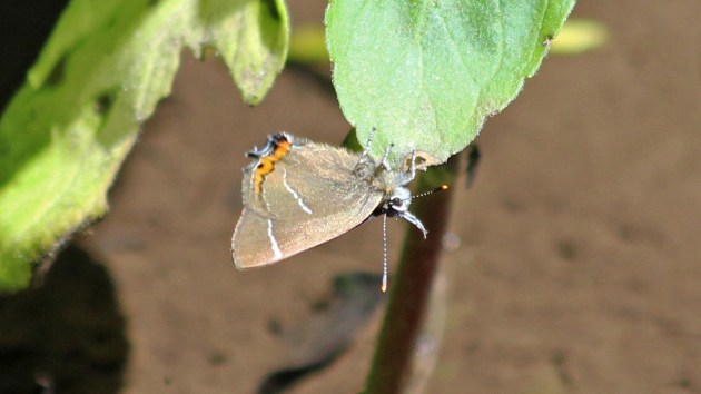 180628 white-letter hairstreak