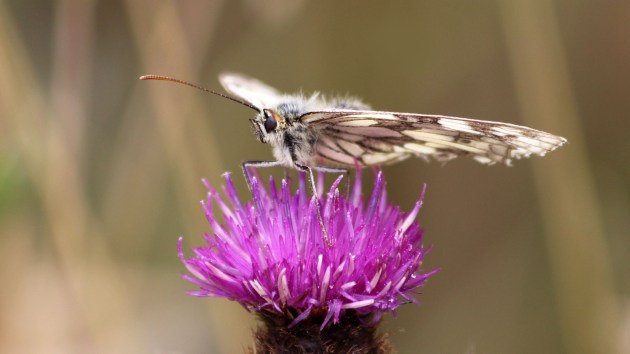 180713 marbled white