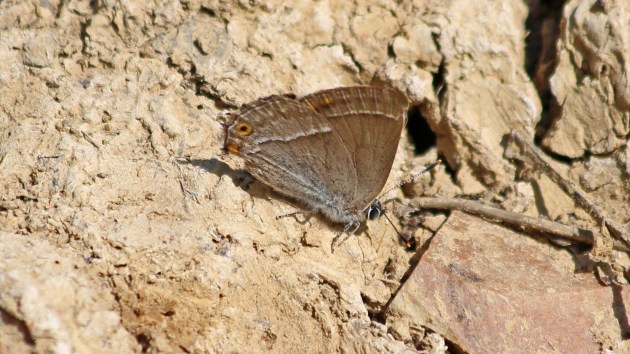180713 purple hairstreak