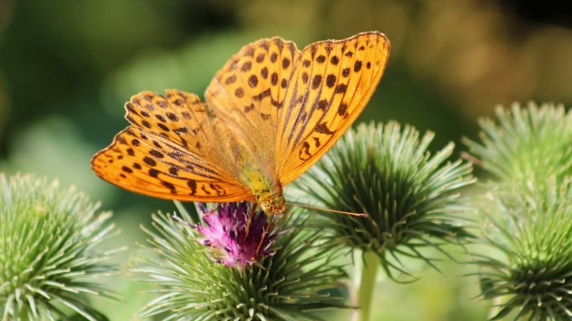 180713 silver-washed fritillary