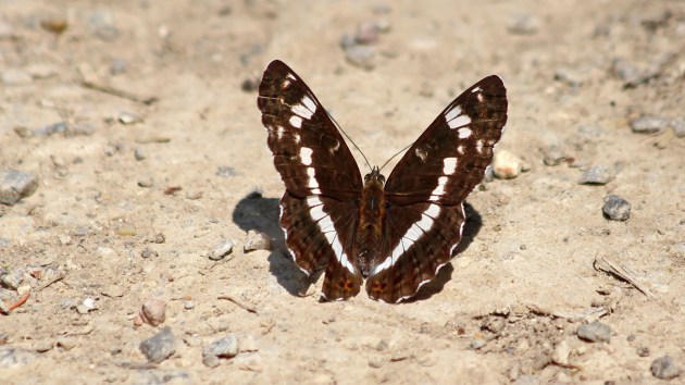 180713 white admiral