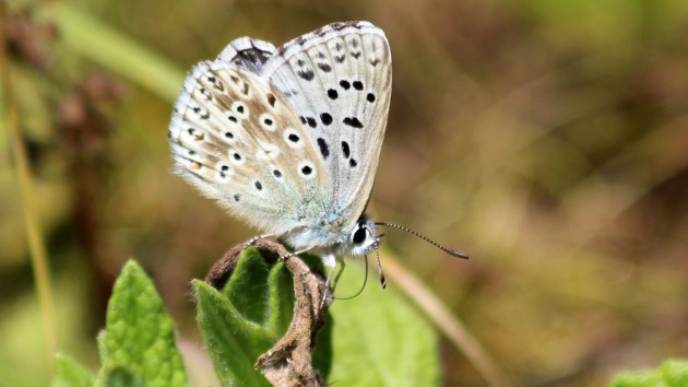 180718 chalk hill blue