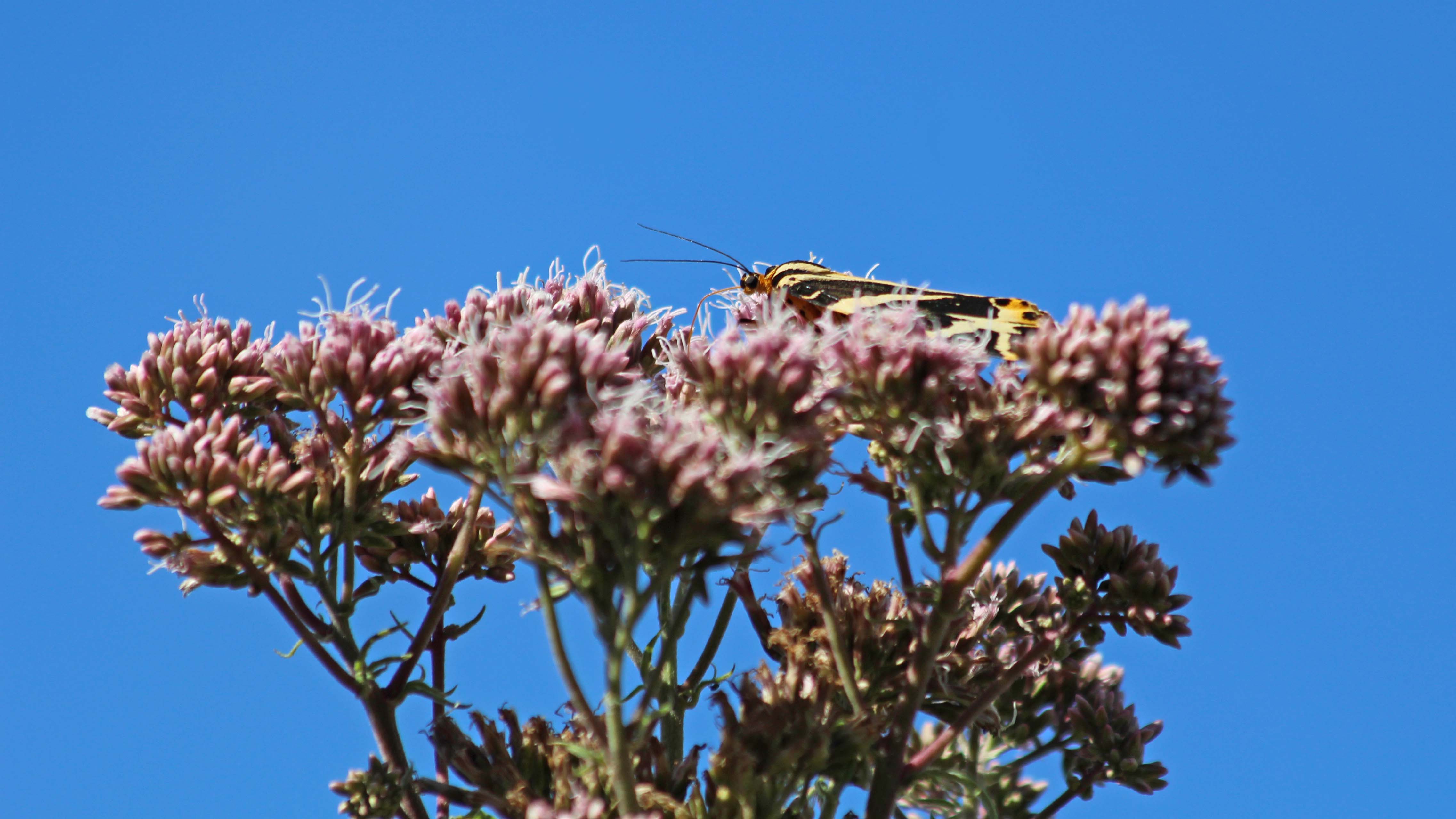 180804 Jersey tiger (1)