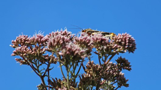 180804 Jersey tiger (1)