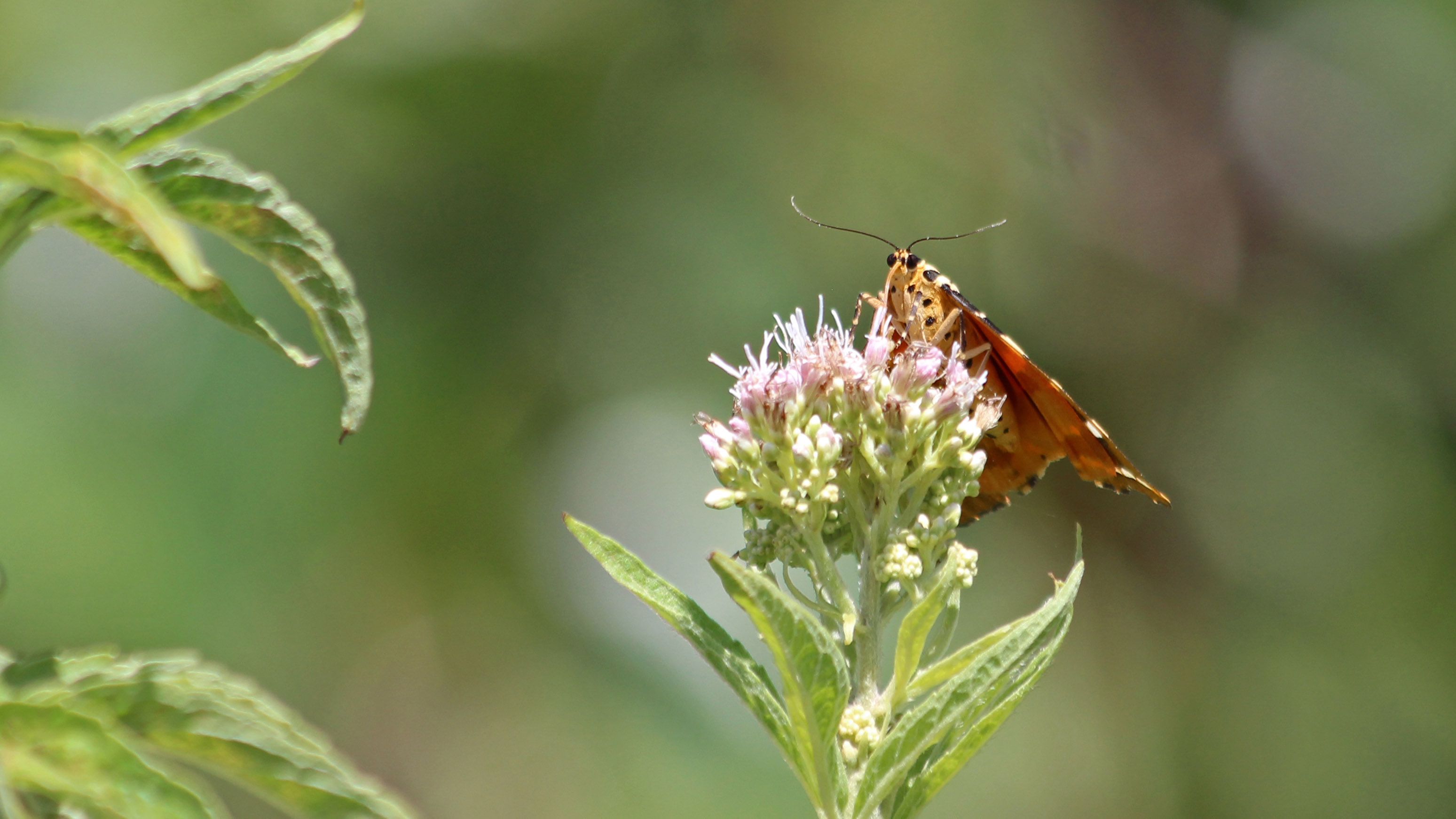 180804 Jersey tiger (2)