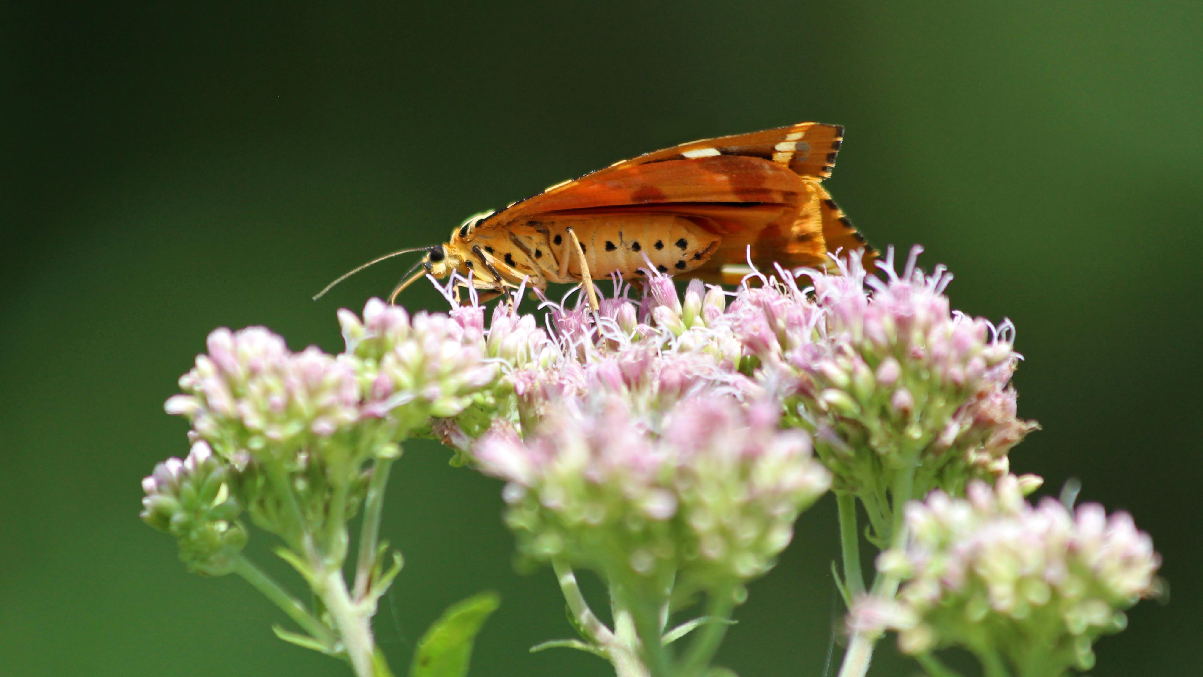 180804 Jersey tiger (3)
