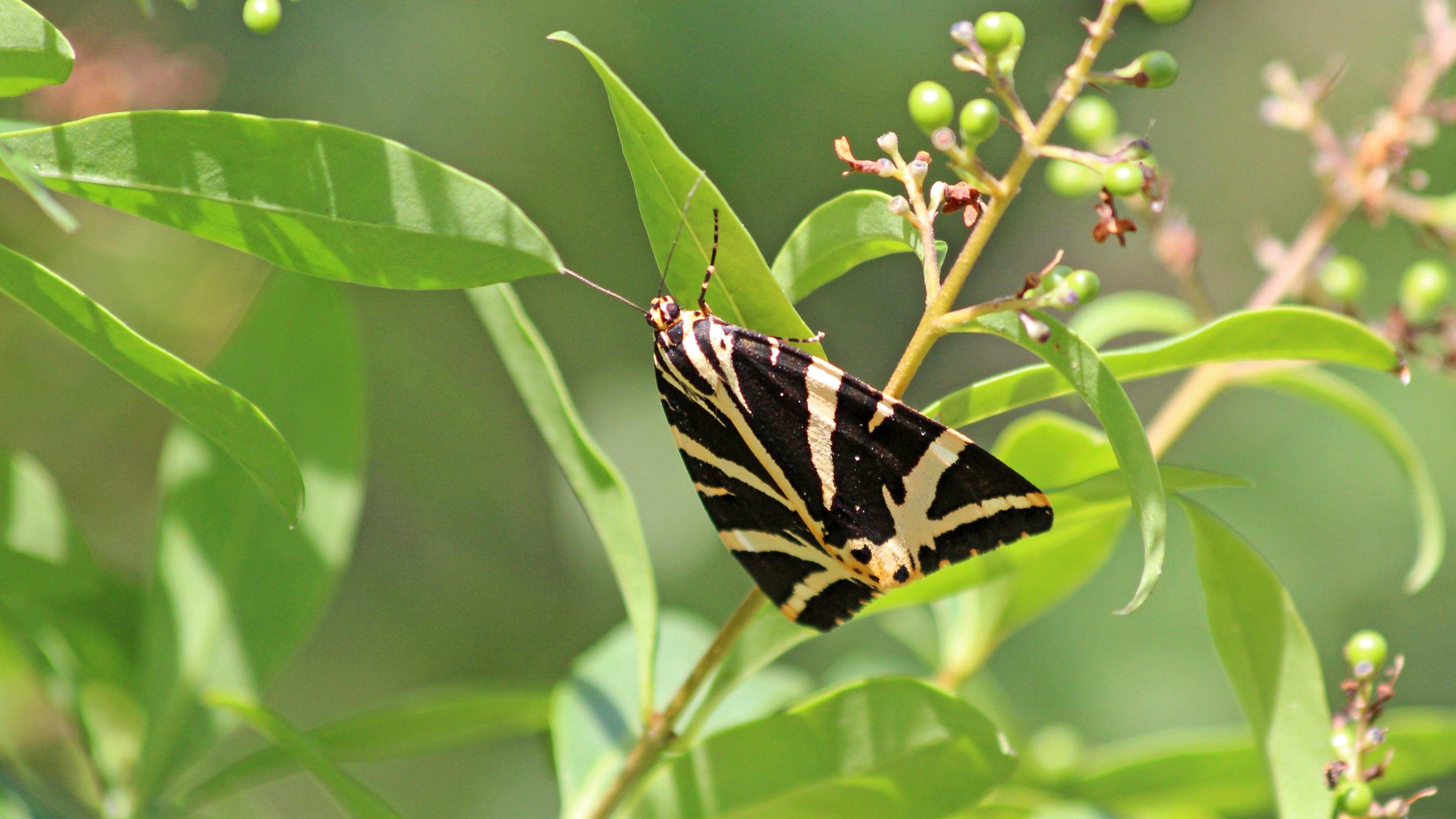 180804 Jersey tiger (4)
