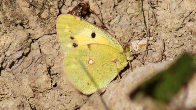 180805 clouded yellow