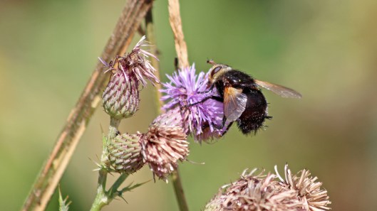 180805 Tachina grossa (4)