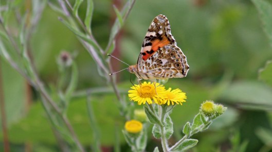 180806 painted lady (1)