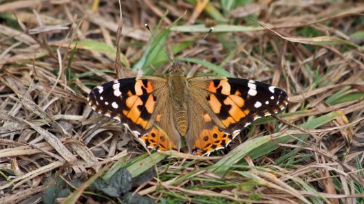 180806 painted lady (3)