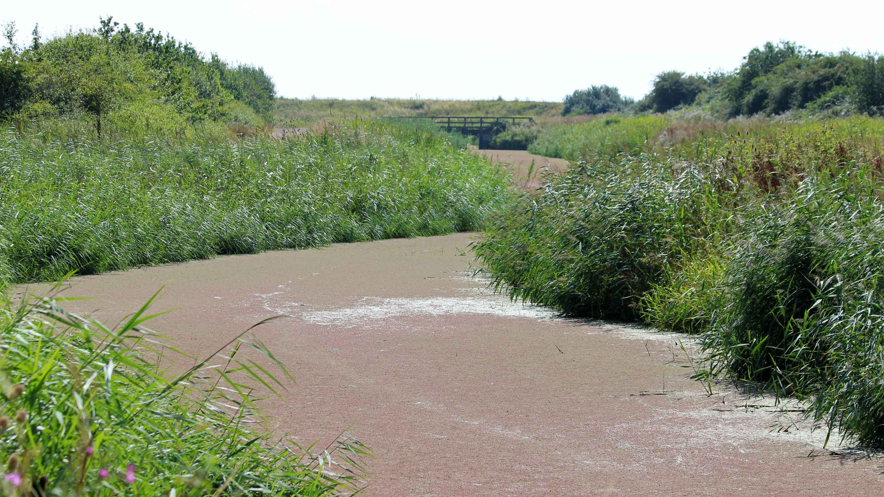 180807b Cors Crychydd Reen