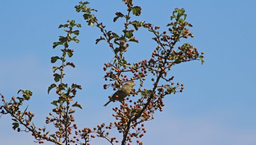 180807d greenfinch.jpg