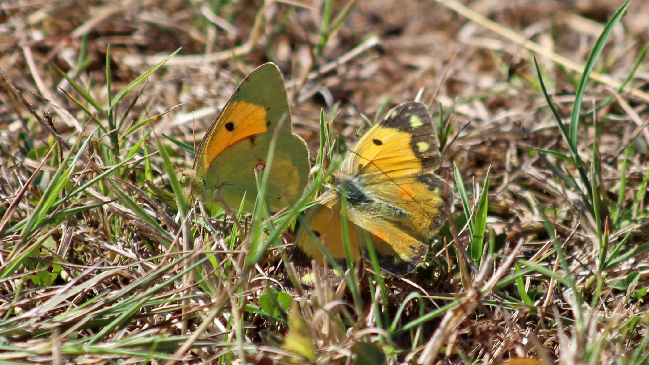 180808 clouded yellows (3)
