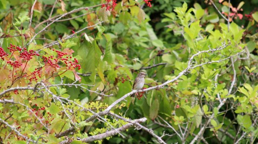 180811 3 Spotted flycatcher