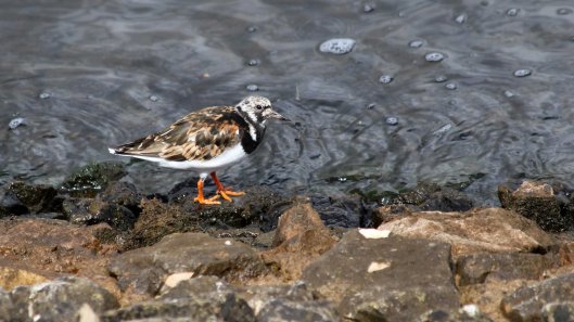 180811 4 turnstone