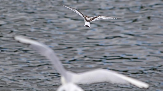 180811 9 little gull being chased