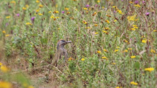 180813 Green woodpecker (3)