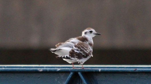180815 Little gull (1)