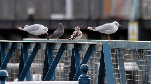 180815 Little gull (2)