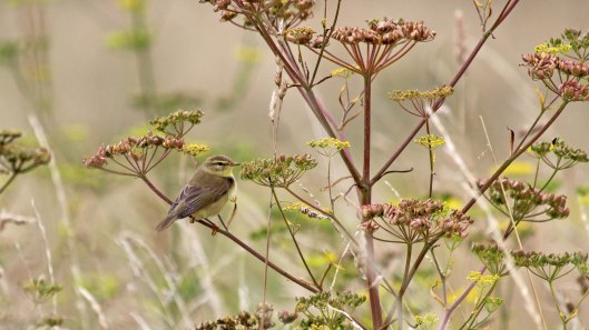 180815 willow warbler (1)