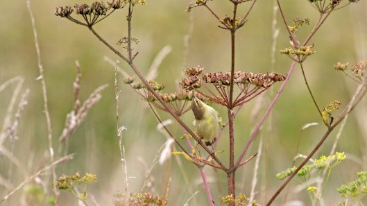180815 willow warbler (3)