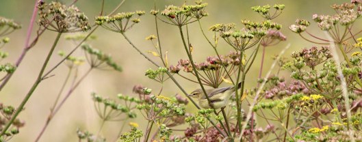180815 willow warbler (5)
