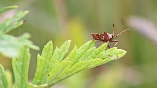 180816 dock bugs (3)