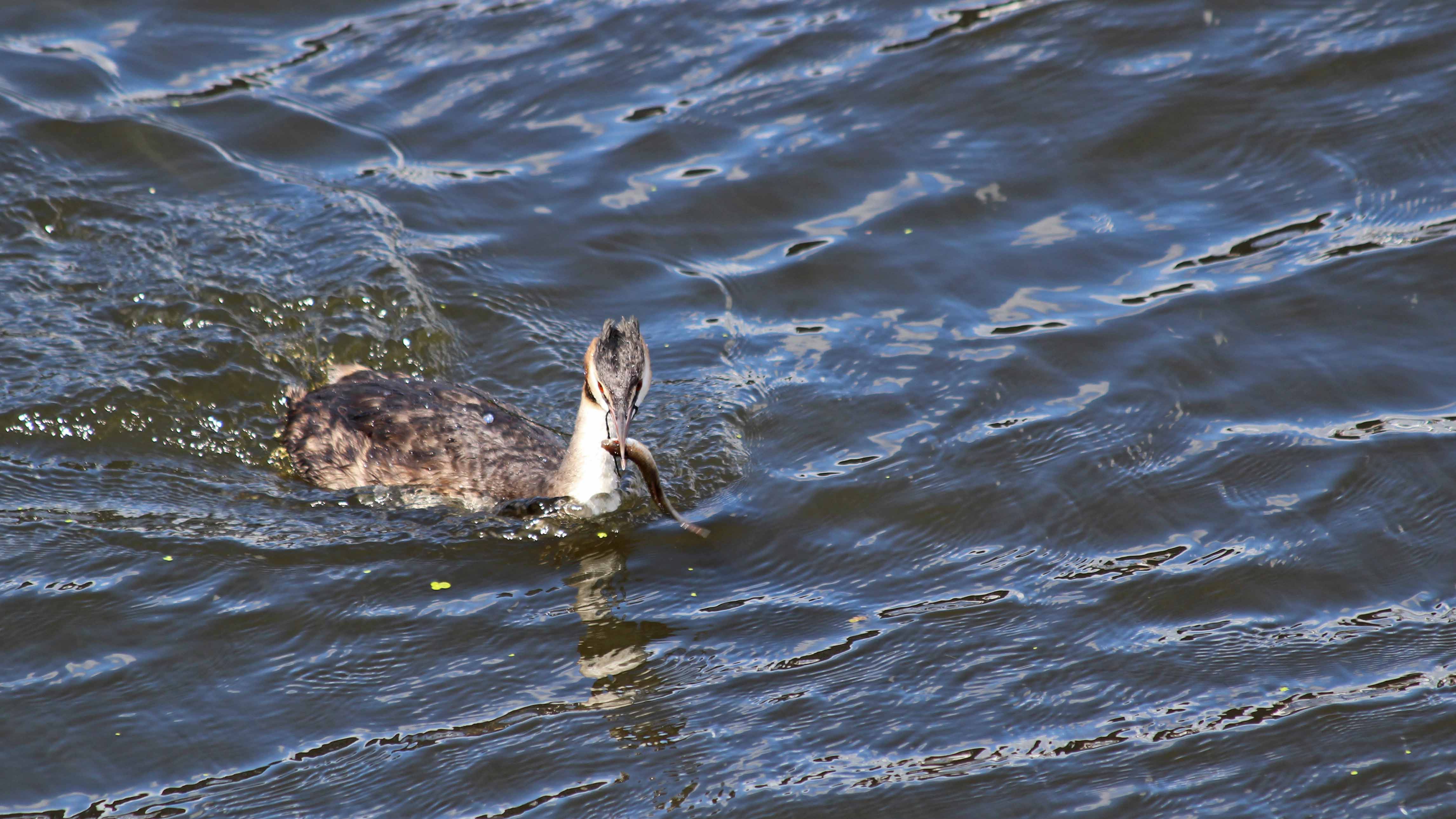 180818 great crested grebe (2)