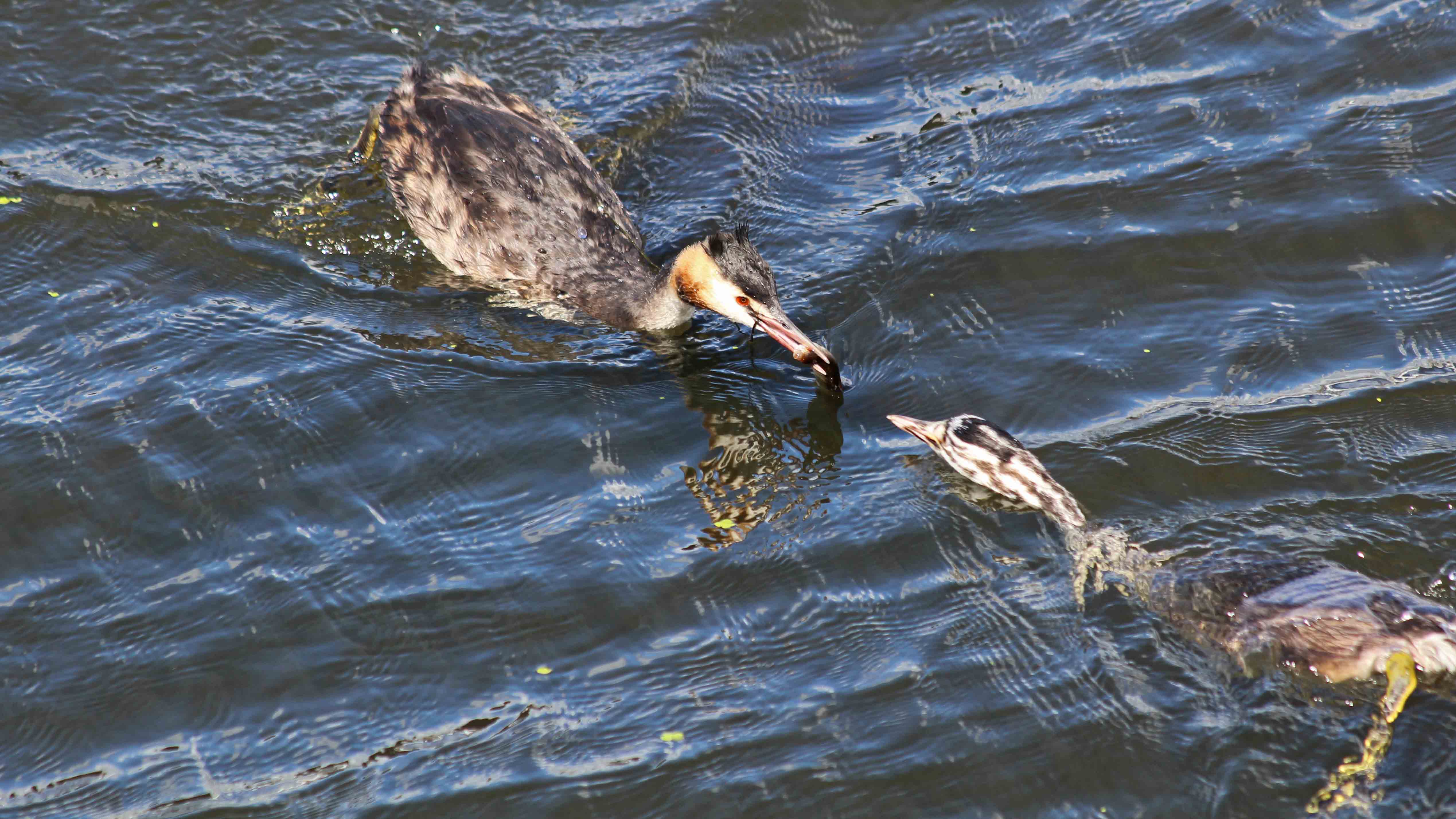 180818 great crested grebe (3)