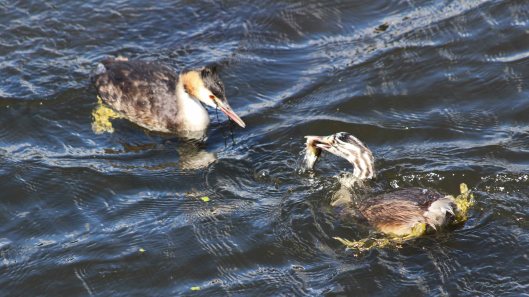 180818 great crested grebe (4)