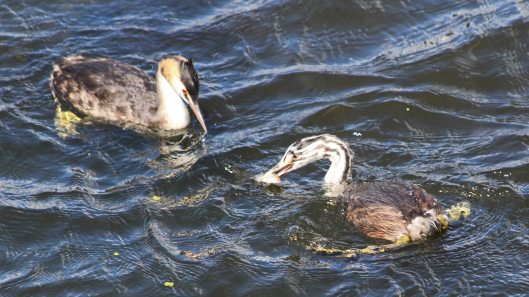 180818 great crested grebe (5)