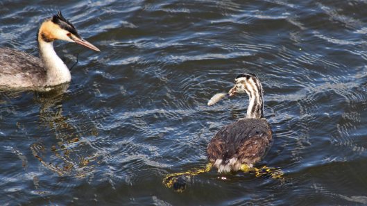 180818 great crested grebe (6)