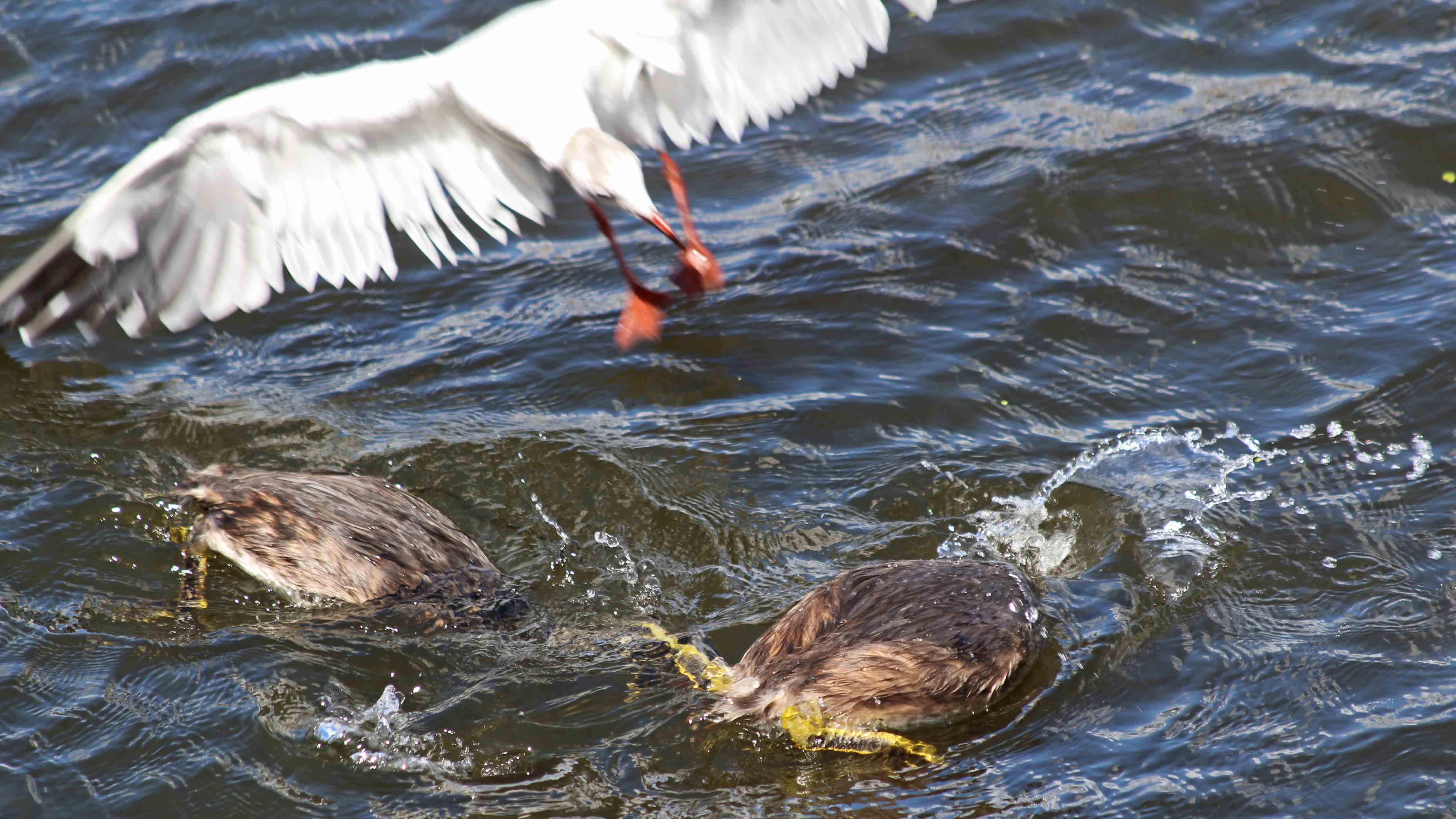180818 great crested grebe (7)