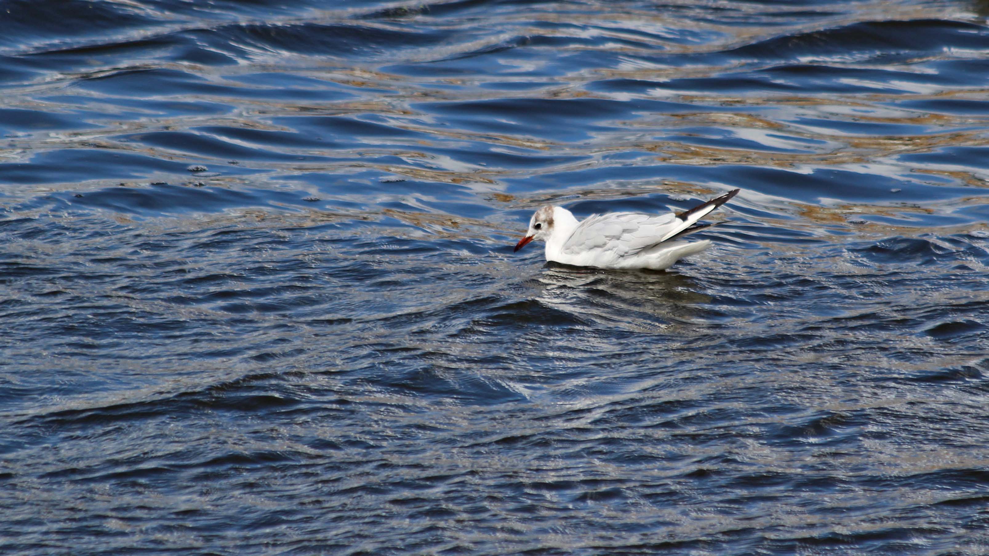 180818 great crested grebe (8)