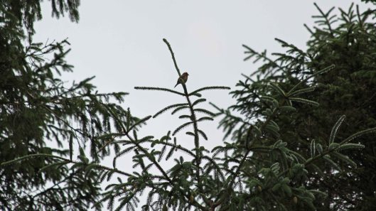 180823 birding at Garwnant (2)